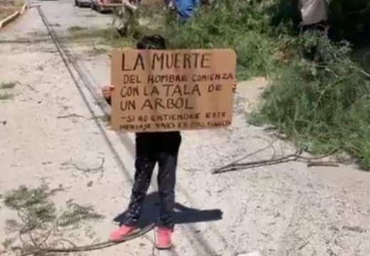 Denuncian tala ilegal de árboles en Tula
